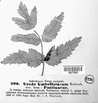 Uredo umbellatarum image